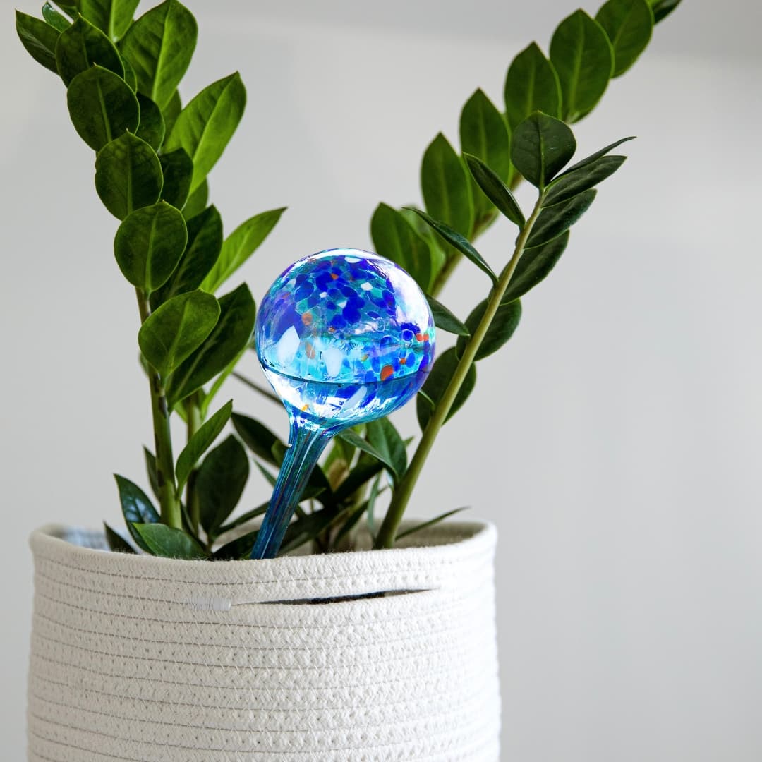 Globos de riego automático ideales para mantener plantas hidratadas hasta 10 días