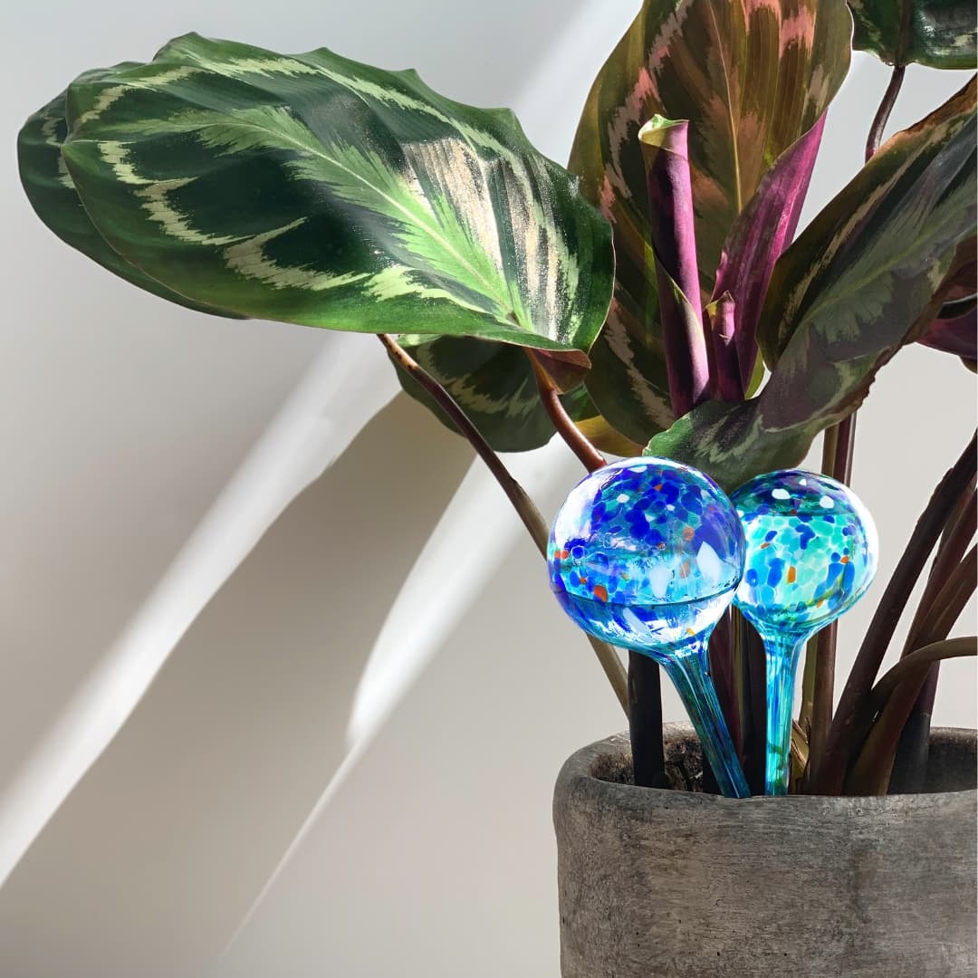 Globos de riego reutilizables y ecológicos para todo tipo de plantas