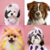 Perros con el pelo decorado con Peines de Tinte Temporal Lavables Perros con el pelo pintado con peines de tinte temporal en colores vivos y seguros para mascotas