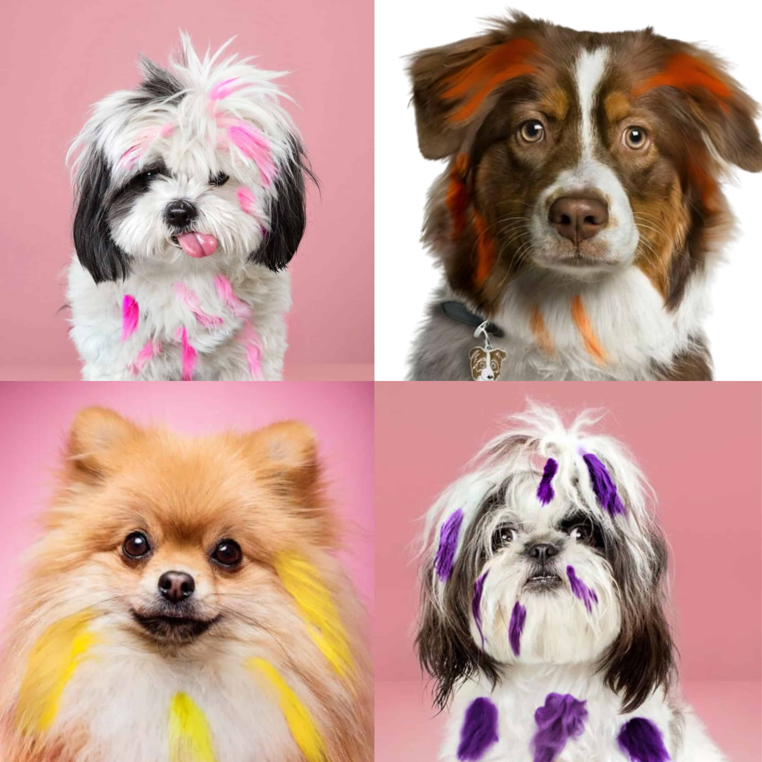 Perros con el pelo decorado con Peines de Tinte Temporal Lavables Perros con el pelo pintado con peines de tinte temporal en colores vivos y seguros para mascotas